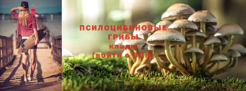 Псилоцибиновые грибы Psilocybe Люберцы